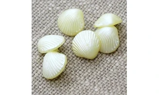 6 boutons / 15MM / Coquillage jaune nacr